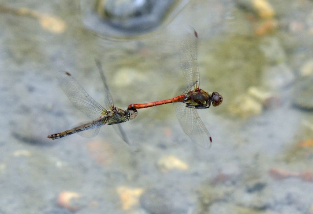 Sympetrum striolatum accoppiamento